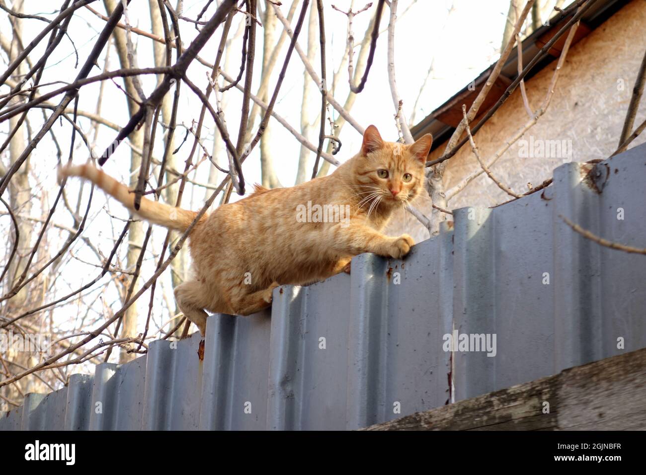 Ágil gato rojo tabby caminando con confianza en el borde de la valla manteniendo su equilibrio Foto de stock