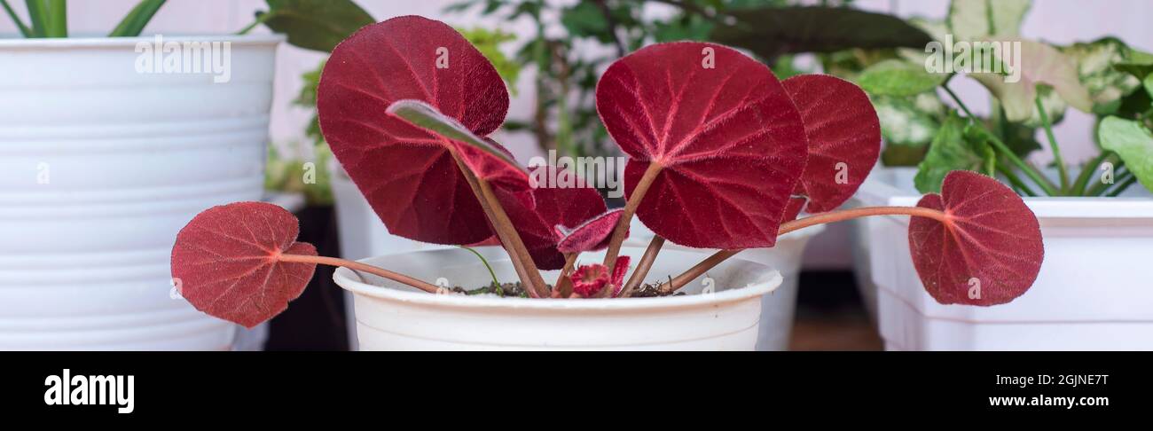 planta de begonia de hoja roja, tiene una textura de hoja que se asemeja a  una alfombra Fotografía de stock - Alamy