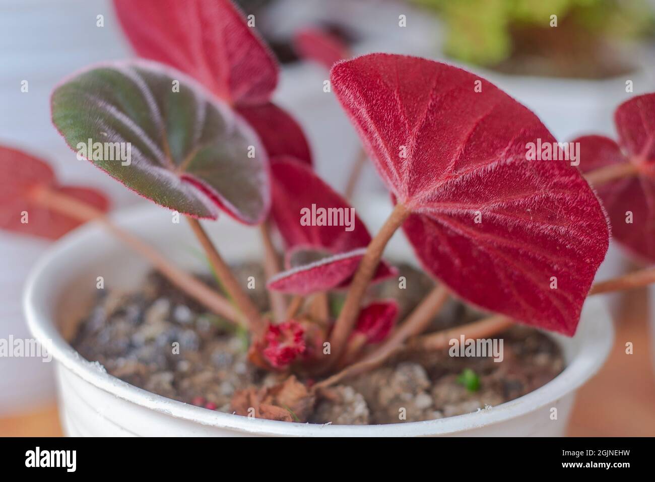 planta de begonia de hoja roja, tiene una textura de hoja que se asemeja a  una alfombra Fotografía de stock - Alamy