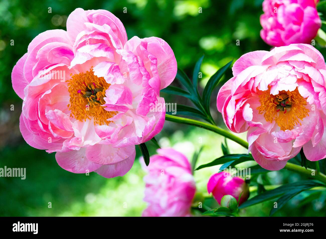 Peony flower 'Coral Charm' Florece grande Rosa peony en el jardín Foto de stock