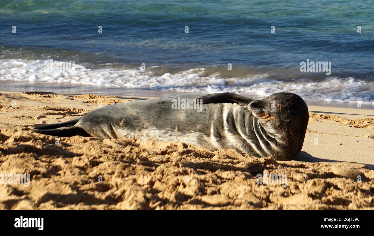 Foca monje hawaiana en peligro de extinción descansando en Poipu Beach