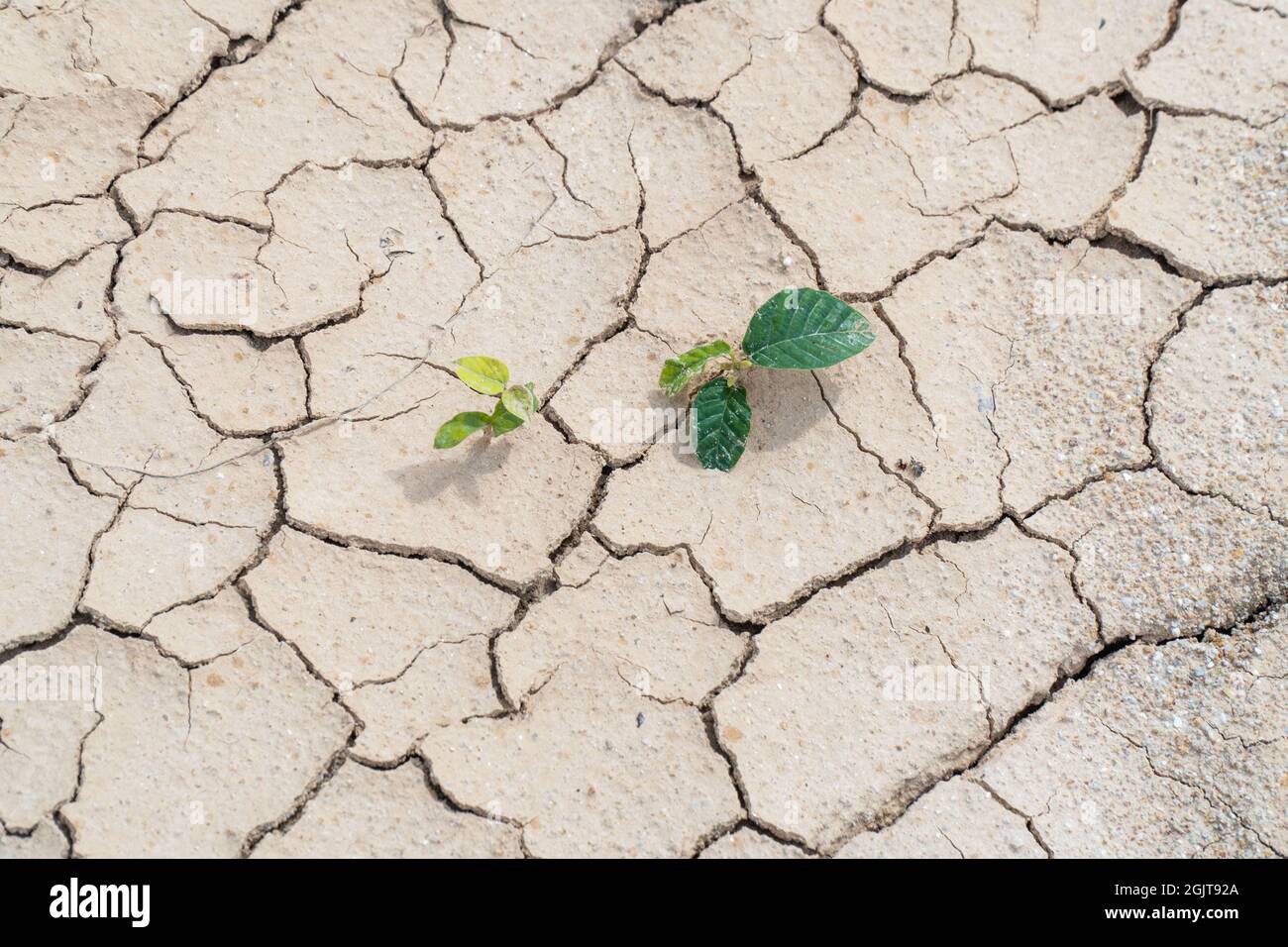 La planta sobrevive en un terreno seco y condiciones de sequía Foto de stock