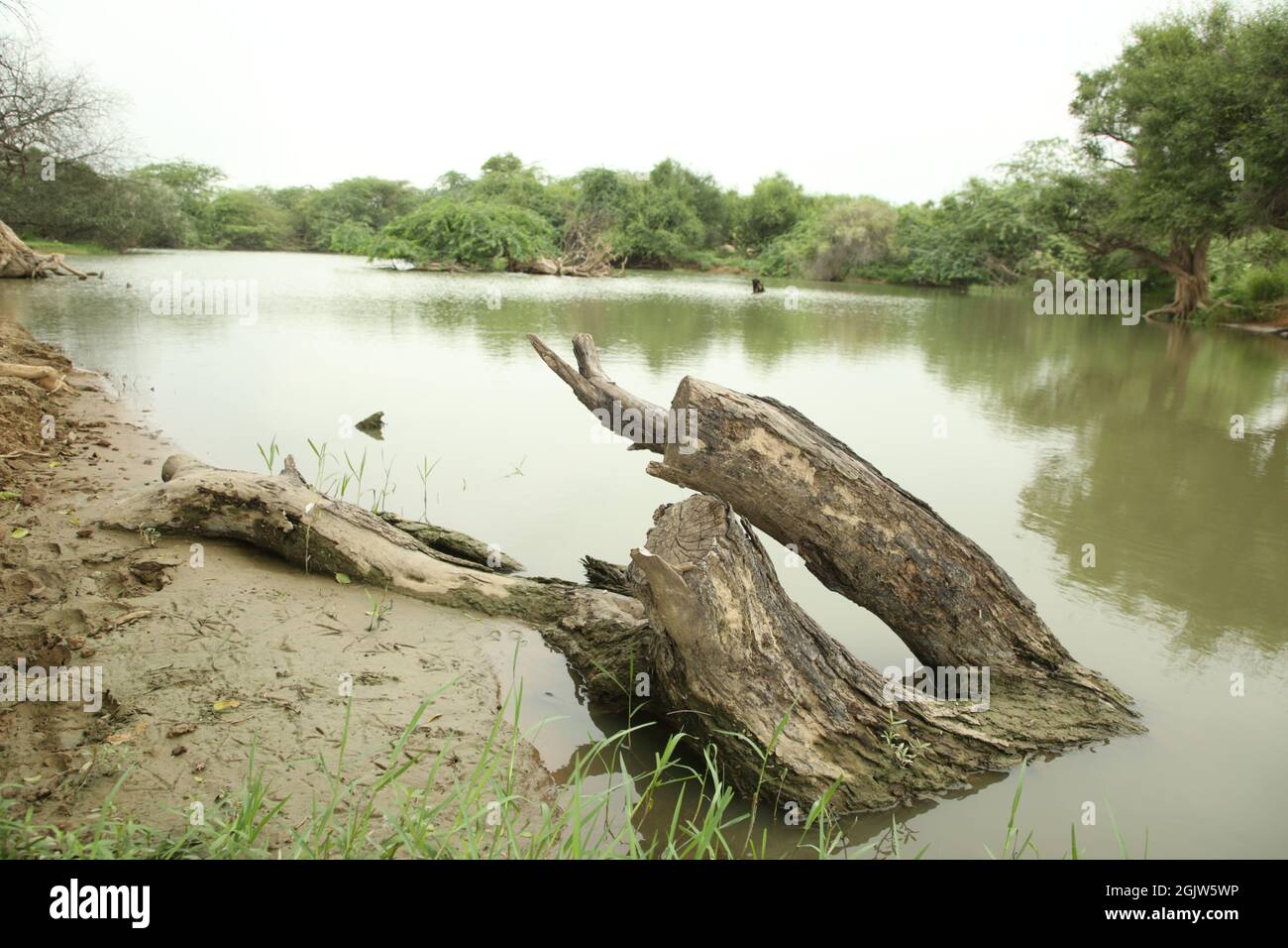 Árbol seco cerca del estanque del pueblo Foto de stock