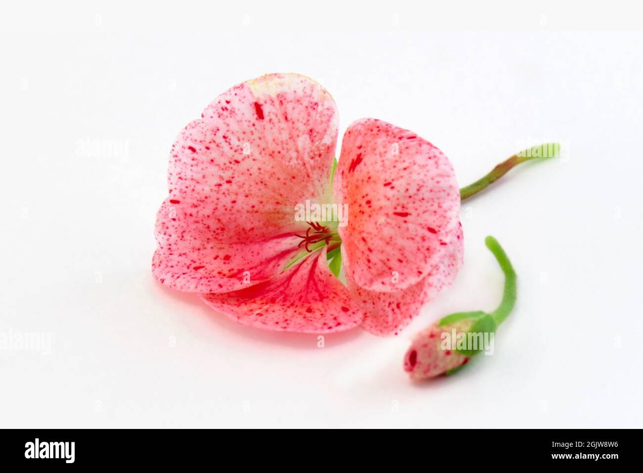 Flor rosa geranio de cerca fotografías e imágenes de alta resolución - Alamy