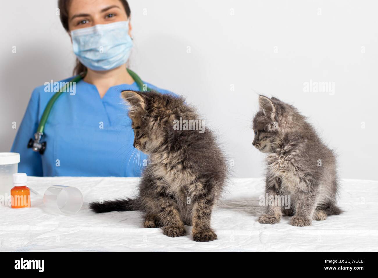 El veterinario y dos gatitos pequeños en el consultorio del médico. Los  gatitos miran al médico. Clínica veterinaria Fotografía de stock - Alamy
