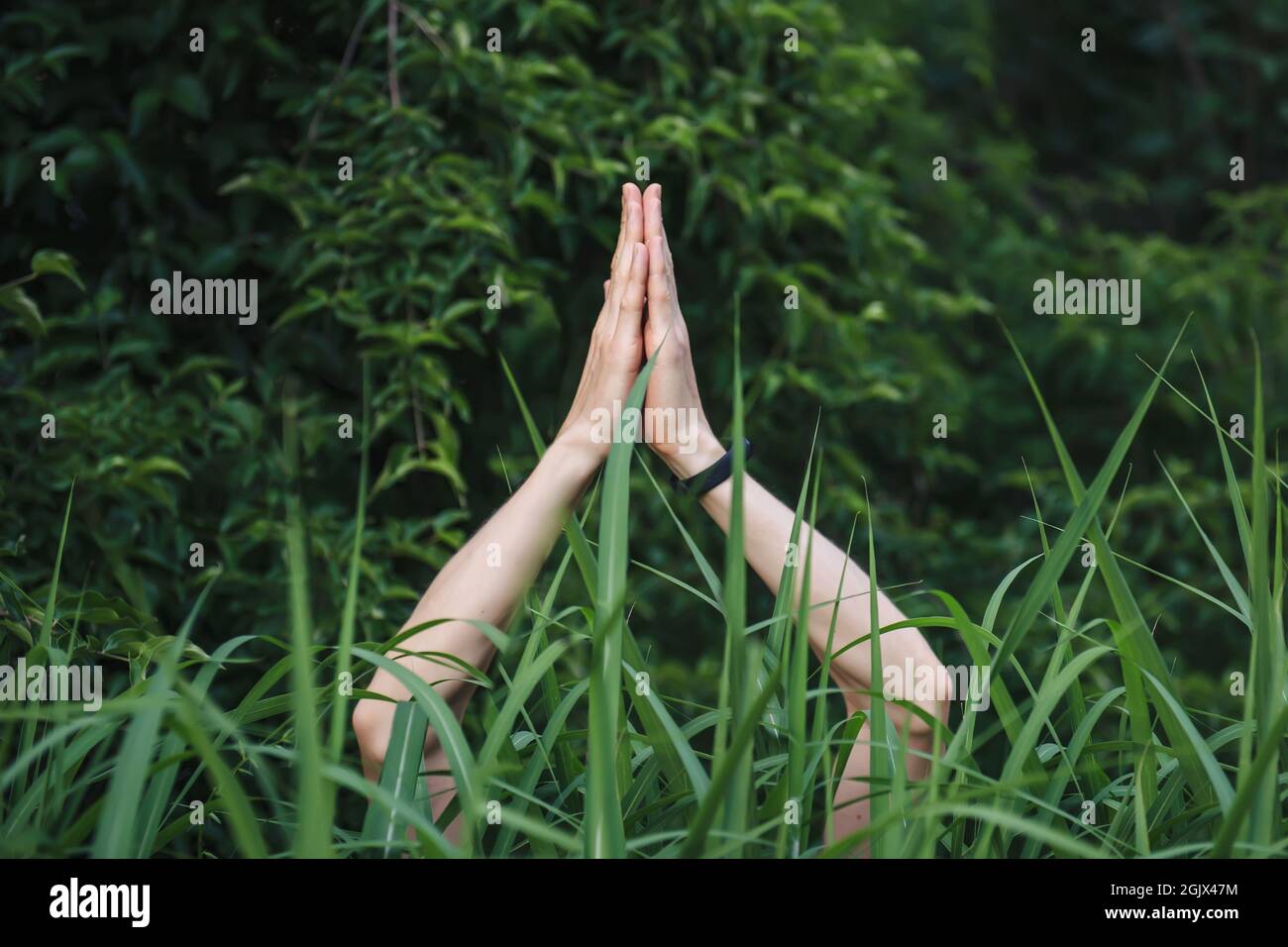 Manos en namaste gesto en la hierba verde alta, estilo de vida saludable. Foto de stock