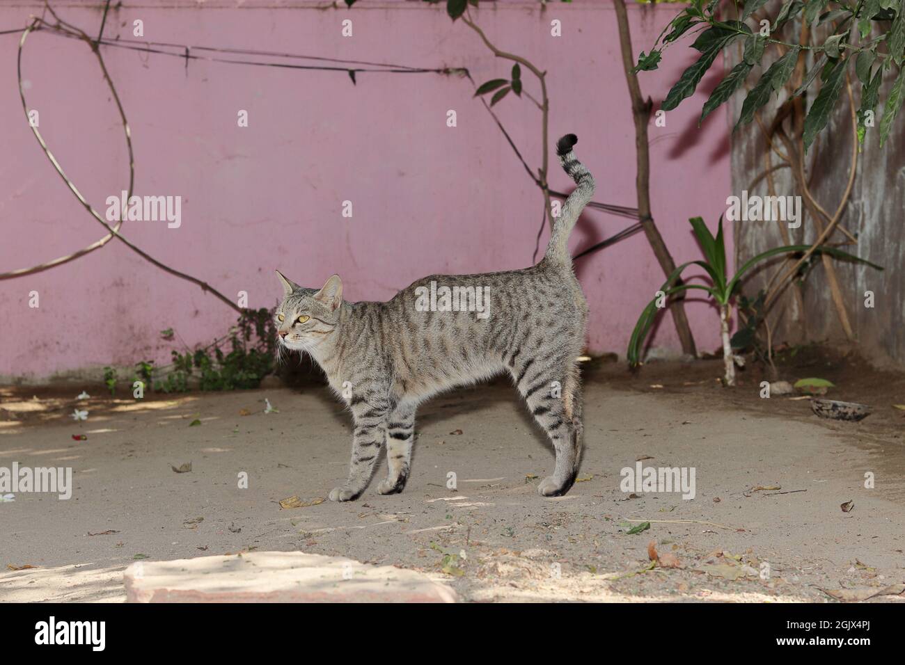 Vista lateral de cerca de un gato tabby de mascotas de pie en frente del patio de la casa Foto de stock