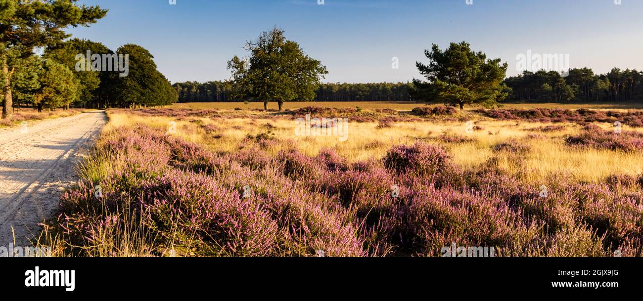 Panorama con brezo florido en Planken Wambuis y Ginkel heath, Veluwe en Ede en los Países Bajos Foto de stock