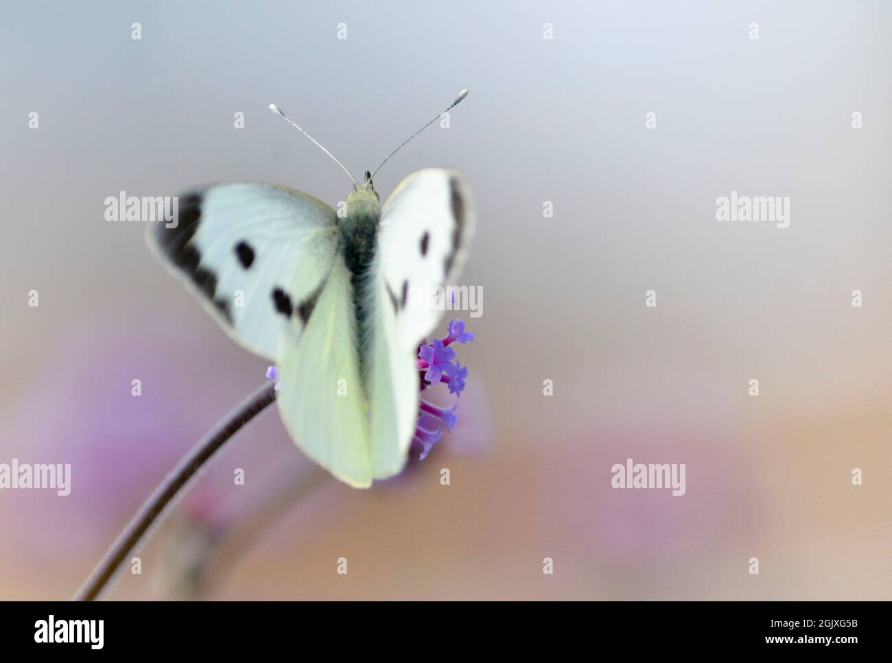 Gran mariposa blanca (Pieris brassicae) sobre la flor de verbena Foto de stock