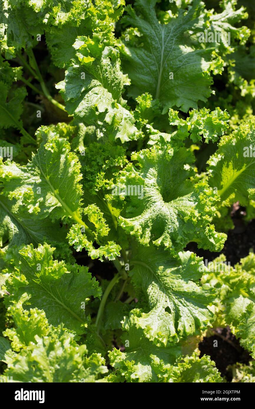 Planta de brassica juncea fotografías e imágenes de alta resolución Alamy
