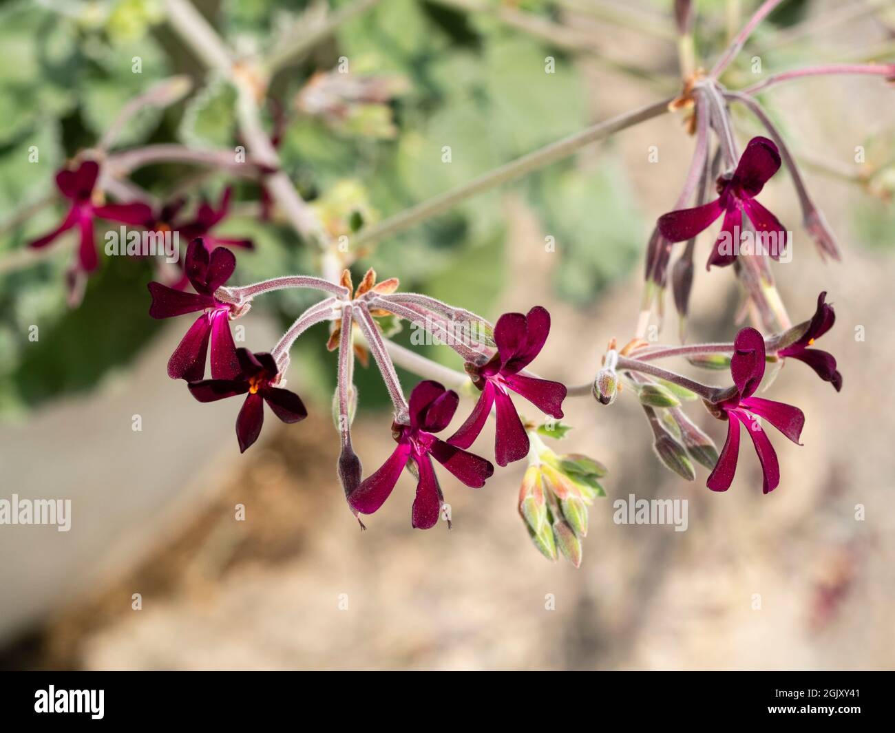 Pequeñas flores de color negro carmesí de la tierna especie sudafricana Pelargonium sidoides Foto de stock