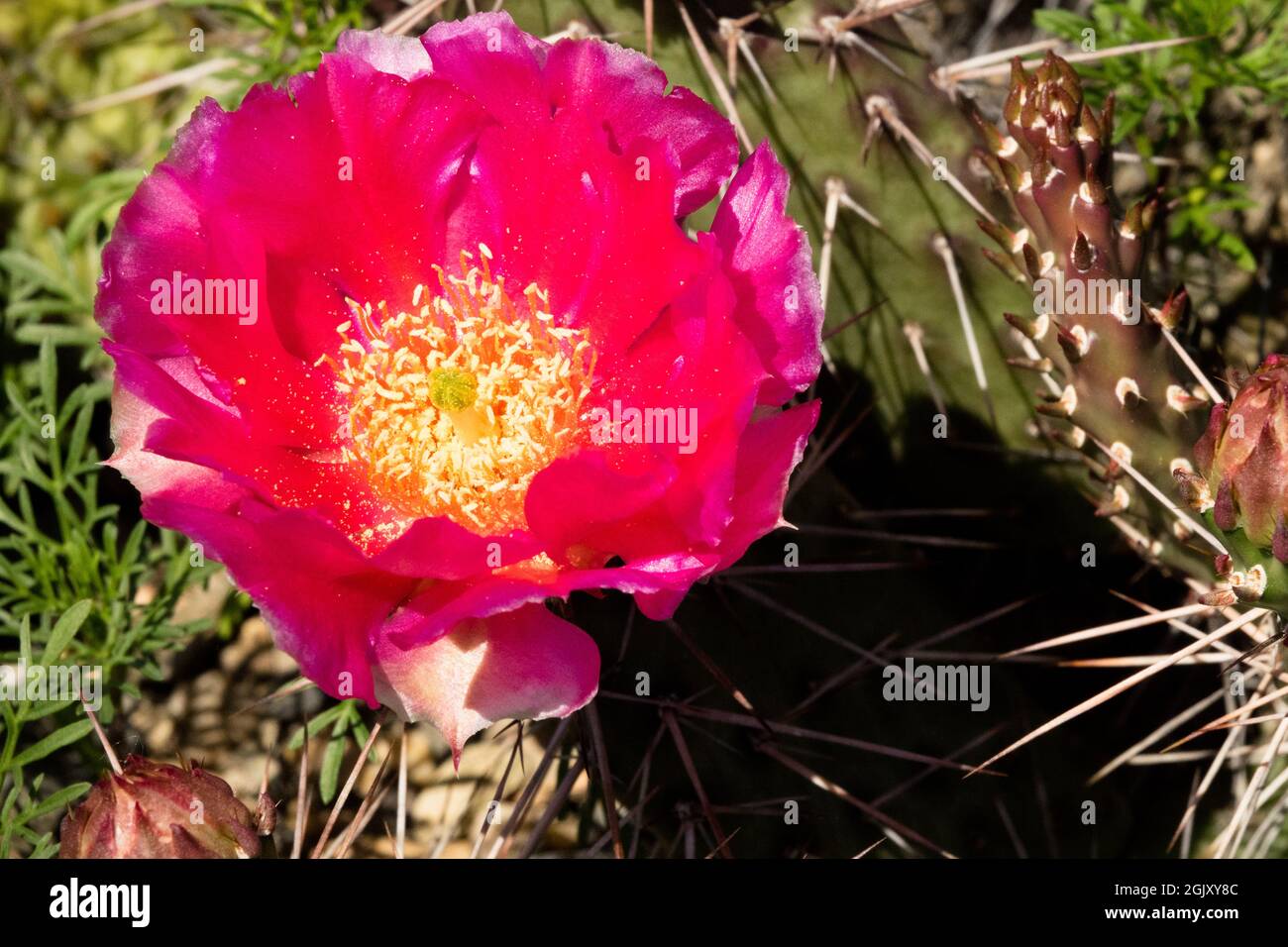 Mojave Pera roja Cactus Opuntia flor Opuntia polyacantha Foto de stock