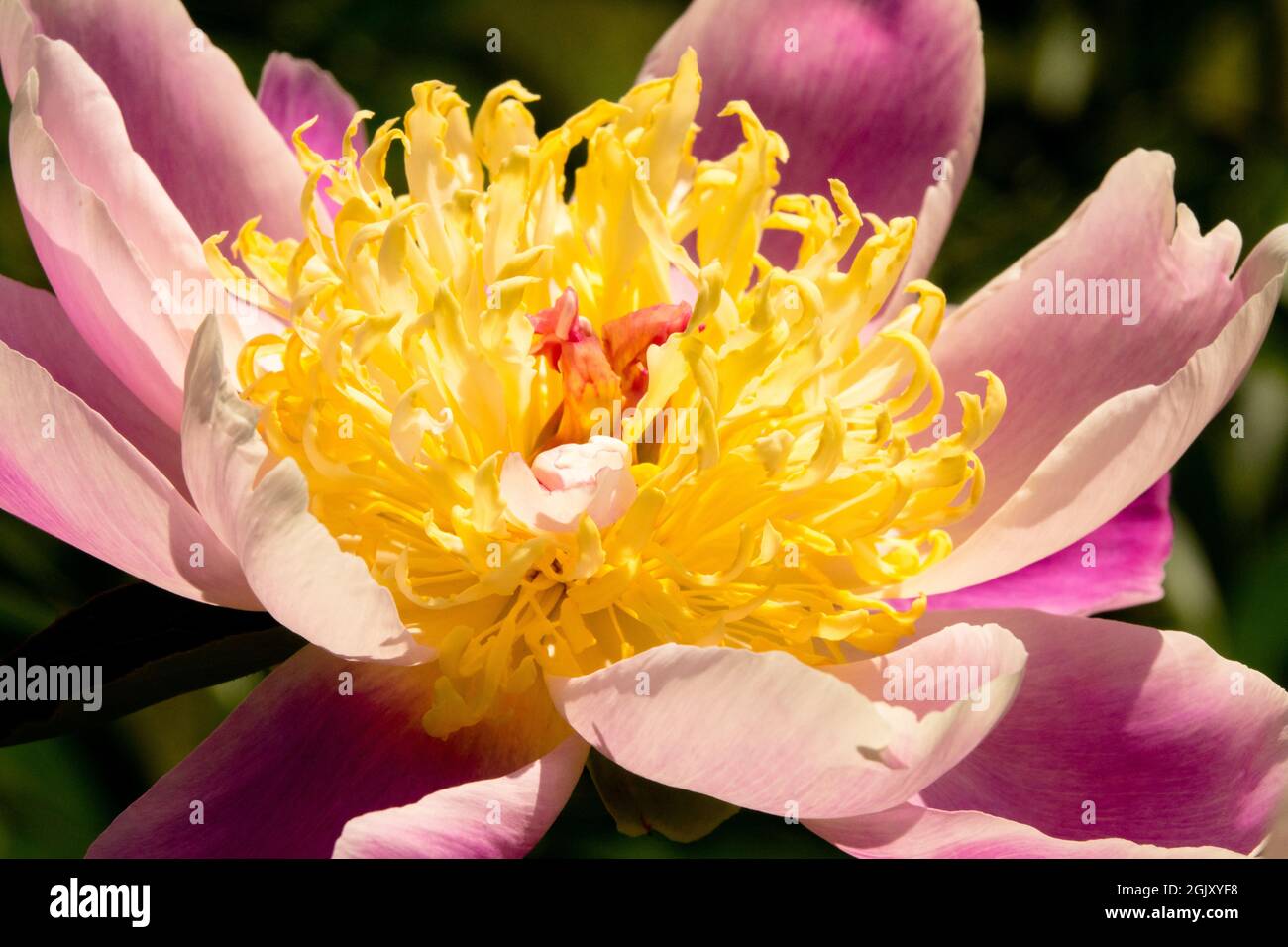 Peony flor de cerca Paeonia lactiflora 'Kabata' Foto de stock