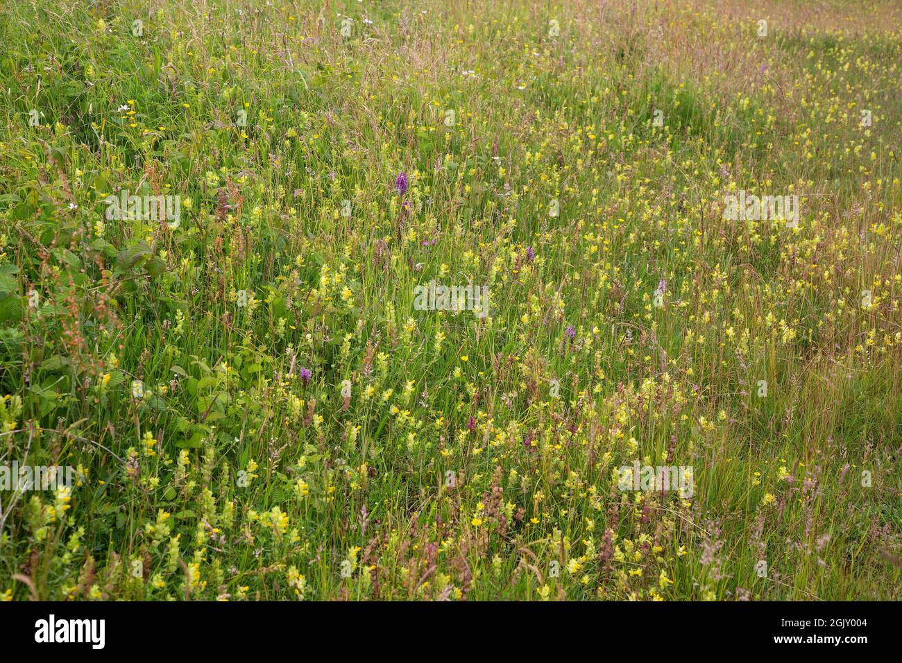 Florido valle de dunas con a.o. cascabel amarillo (Rhinanthus) y orchid púrpura del pantano del sur (Dactylorhiza praetermissa), Ouddorp, Goeree-Overflakkee; S Foto de stock