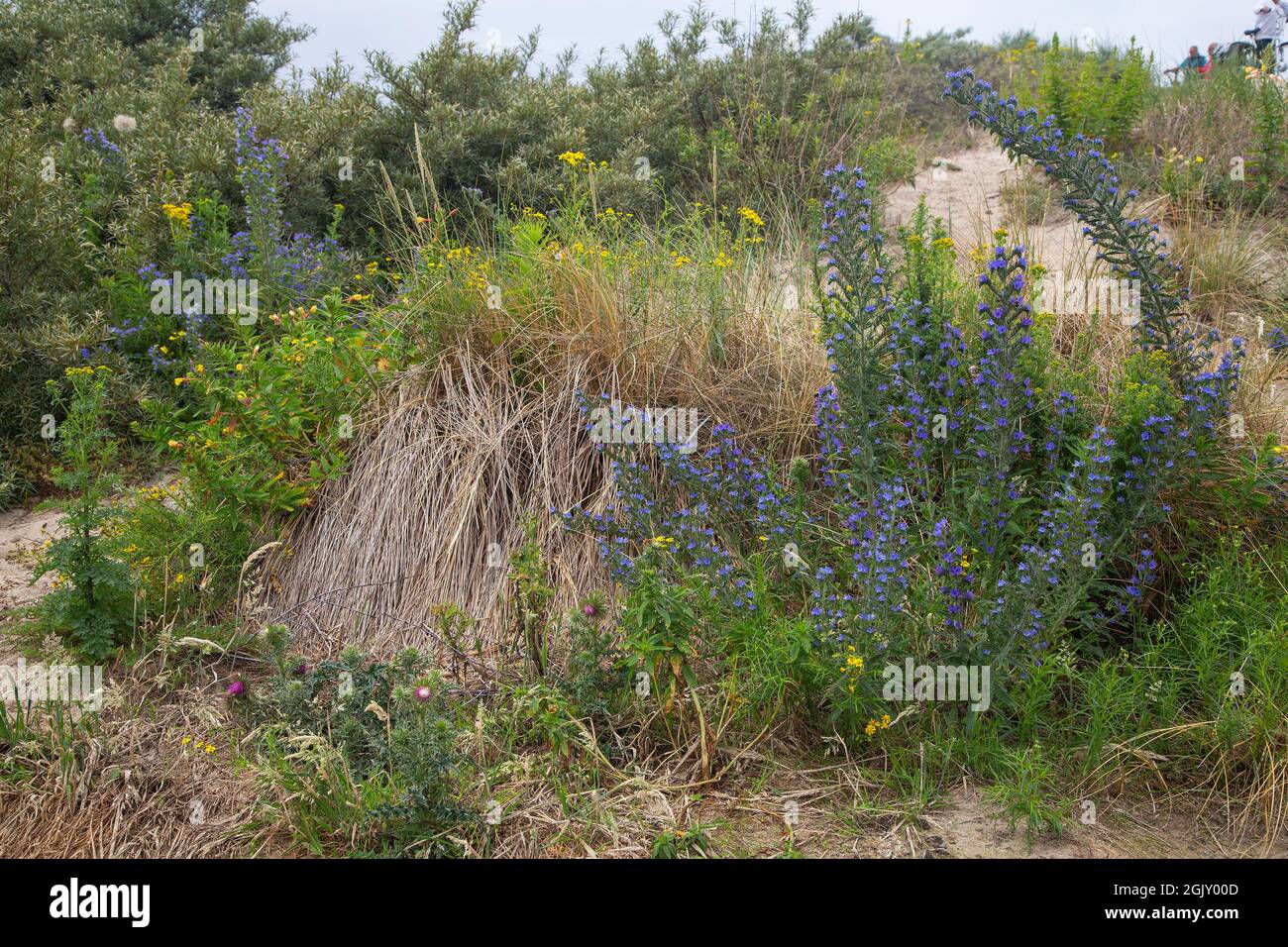 El bugloss de Viper también llamado Blueweed (Echium vulgare) Foto de stock