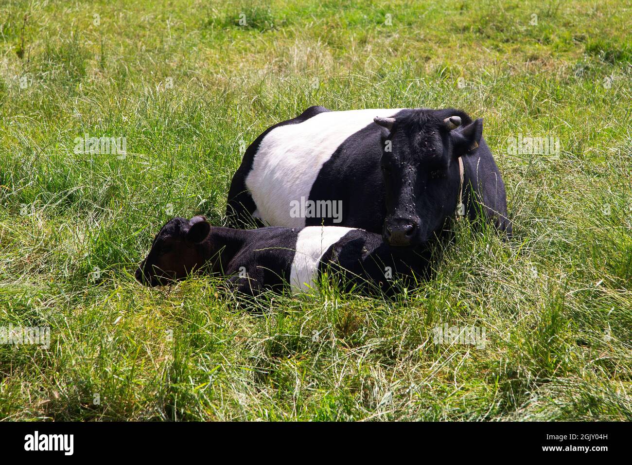 Vaca con cinturón con ternero joven descansando en hierba alta Foto de stock