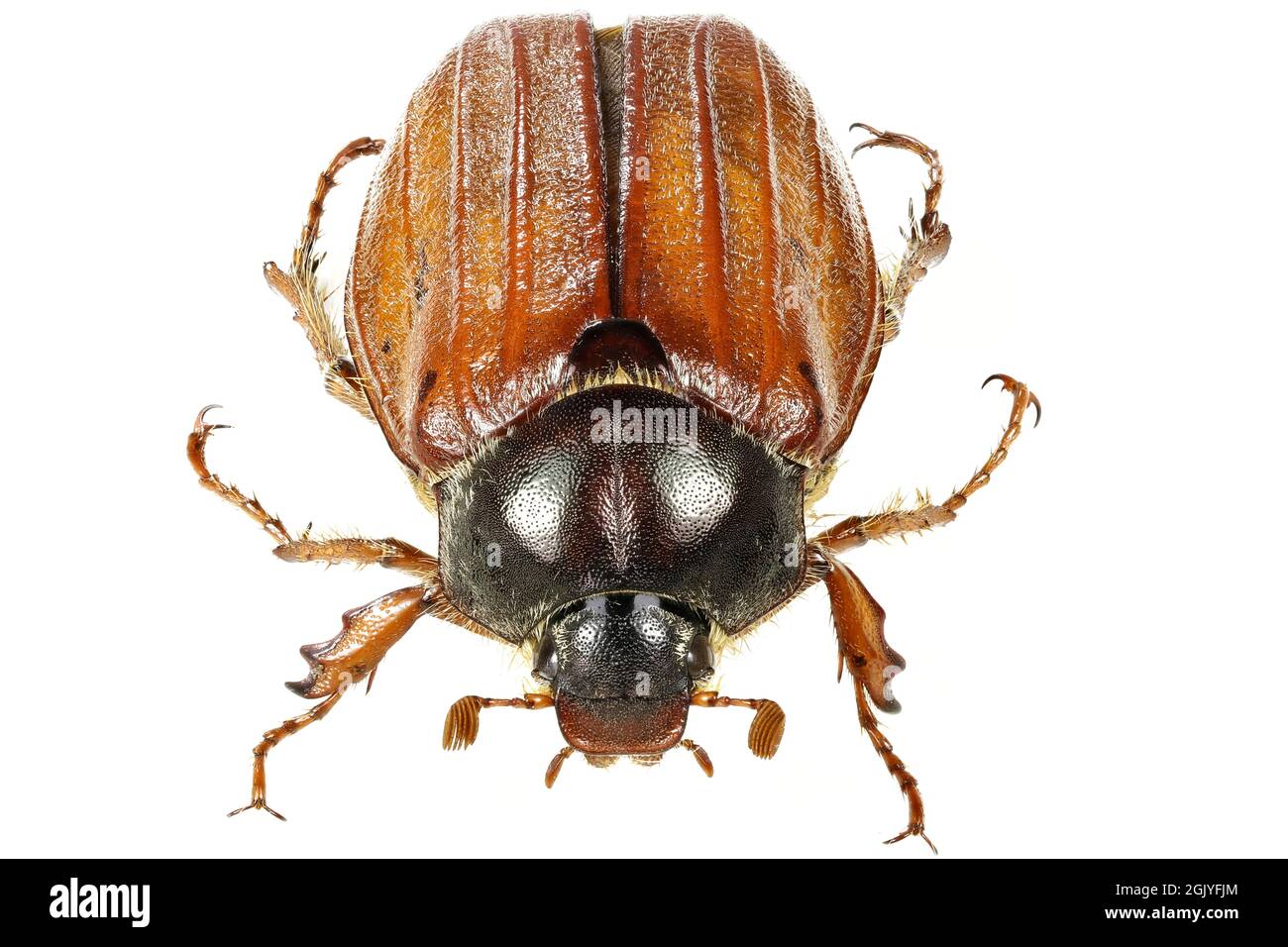 El chafador común (Melolontha melolontha) de Rheinberg, Alemania, aislado sobre fondo blanco Foto de stock