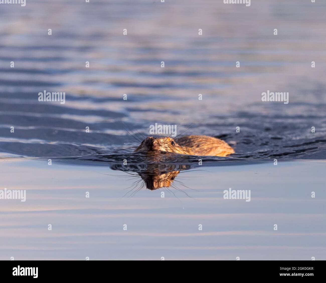 Un muskrat nadará y se reflejará en los humedales de Wyoming. Foto de stock