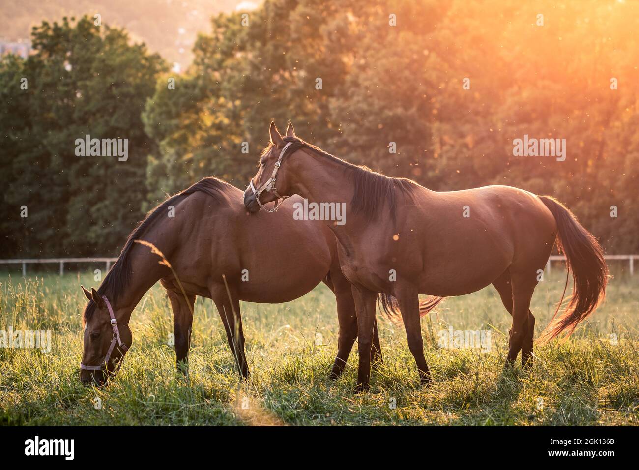 Caballos pastando en pastos durante la puesta del sol. Mare embarazada de caballo de raza pura. Ambiente tranquilo Foto de stock