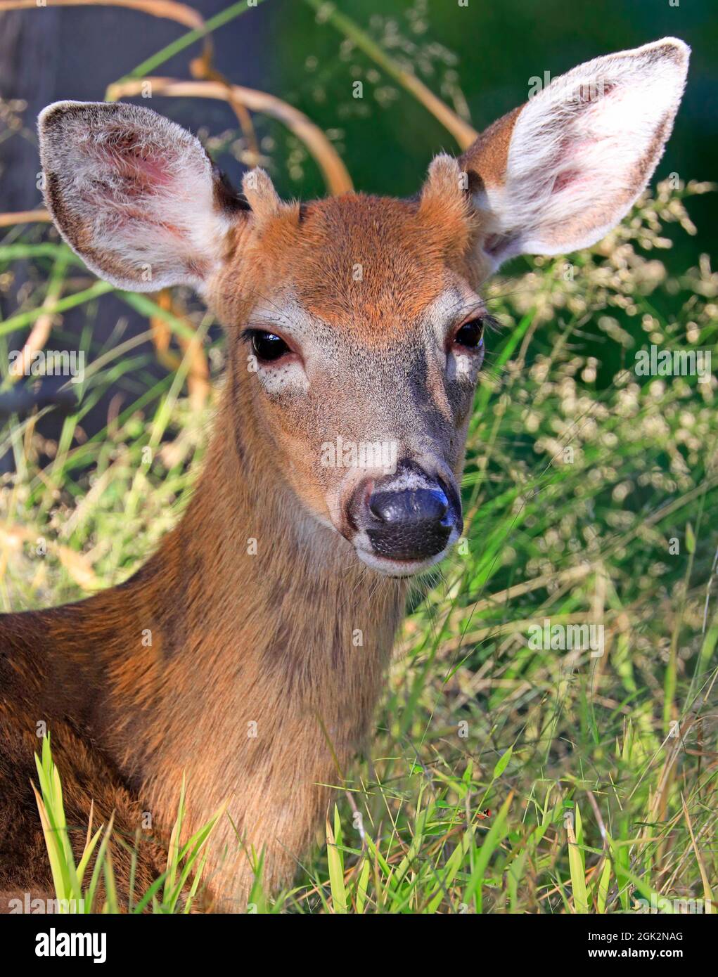 Retrato de ciervo masculino joven en la hierba, Quebec, Canadá Foto de stock