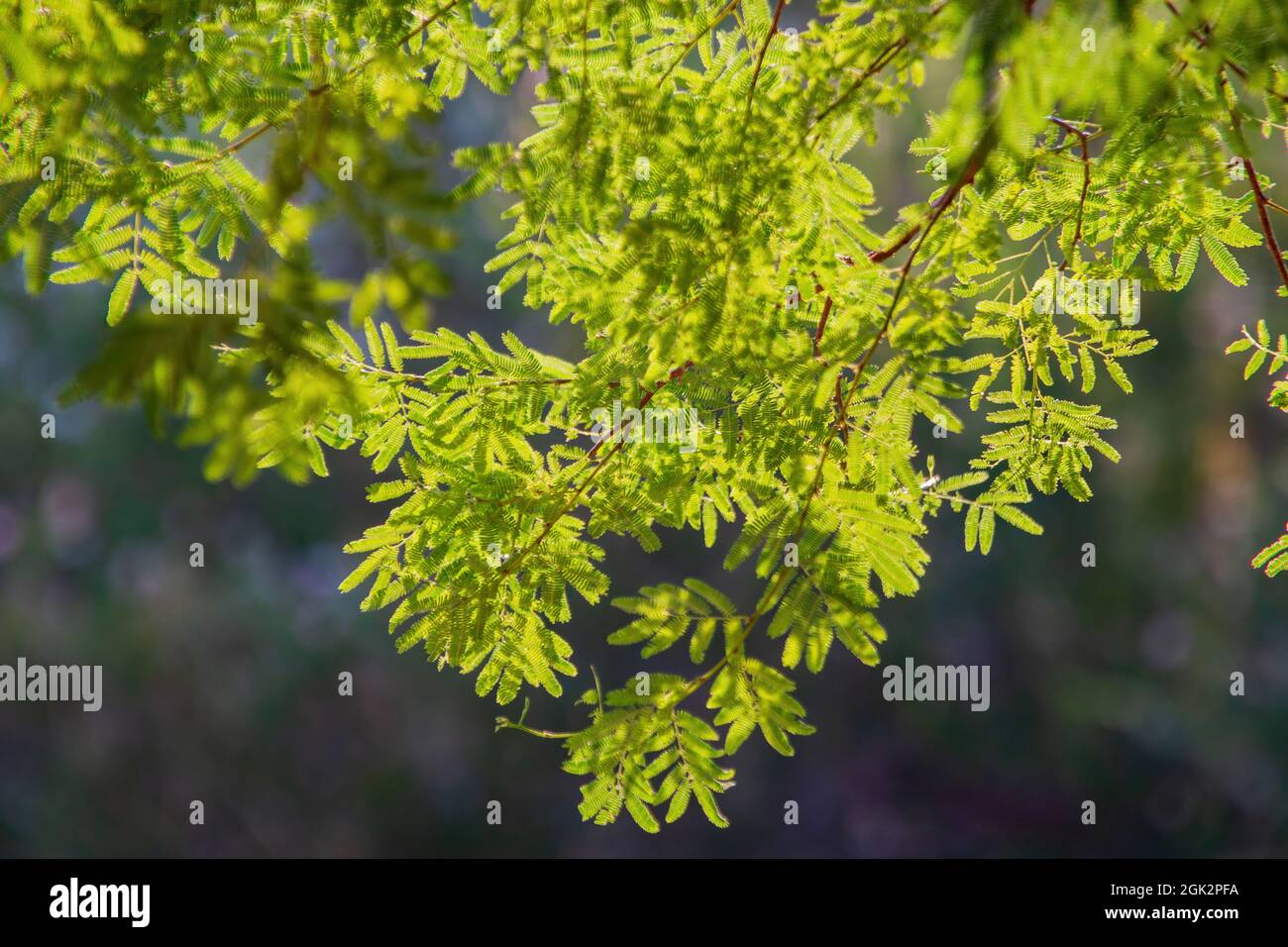 Primer plano de algunas hojas del árbol de Acacia en Las Vegas, Nevada Foto de stock