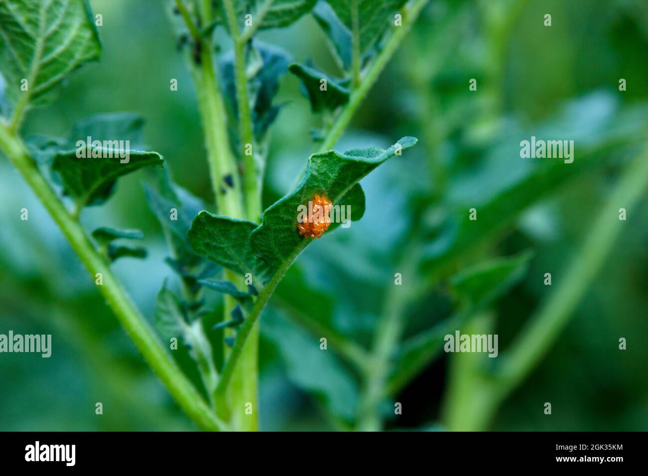 Los huevos de naranja del escarabajo de la papa de Colorado en la hoja del arbusto de la patata. Verde fondo agrícola borrojo. Plaga en la planta de cerca. Leptinota Foto de stock