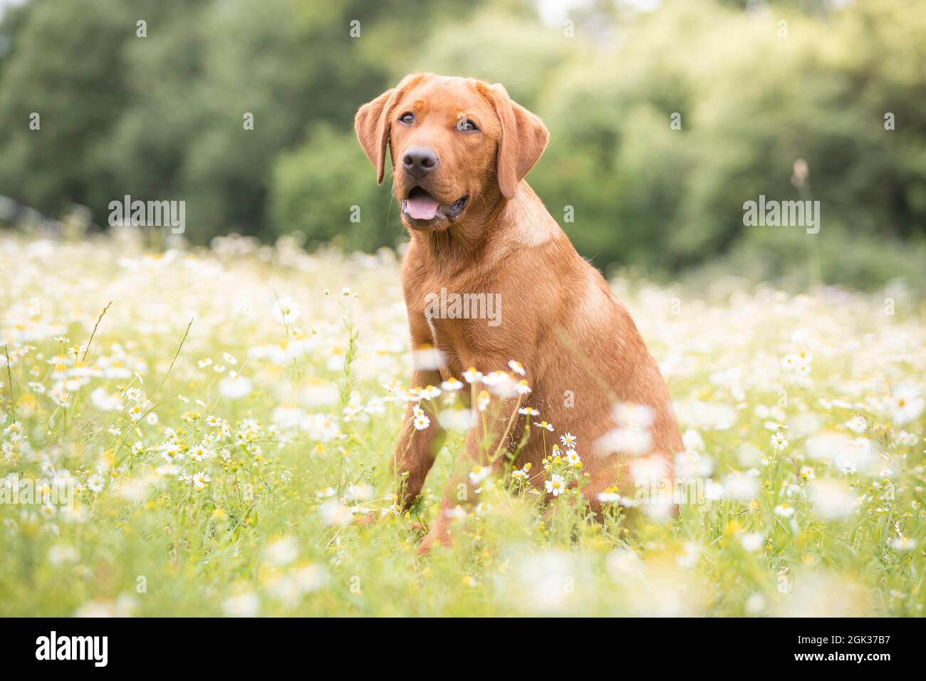 Perrito Labrador. Perro juvenil sentado en un prado. Alemania Foto de stock