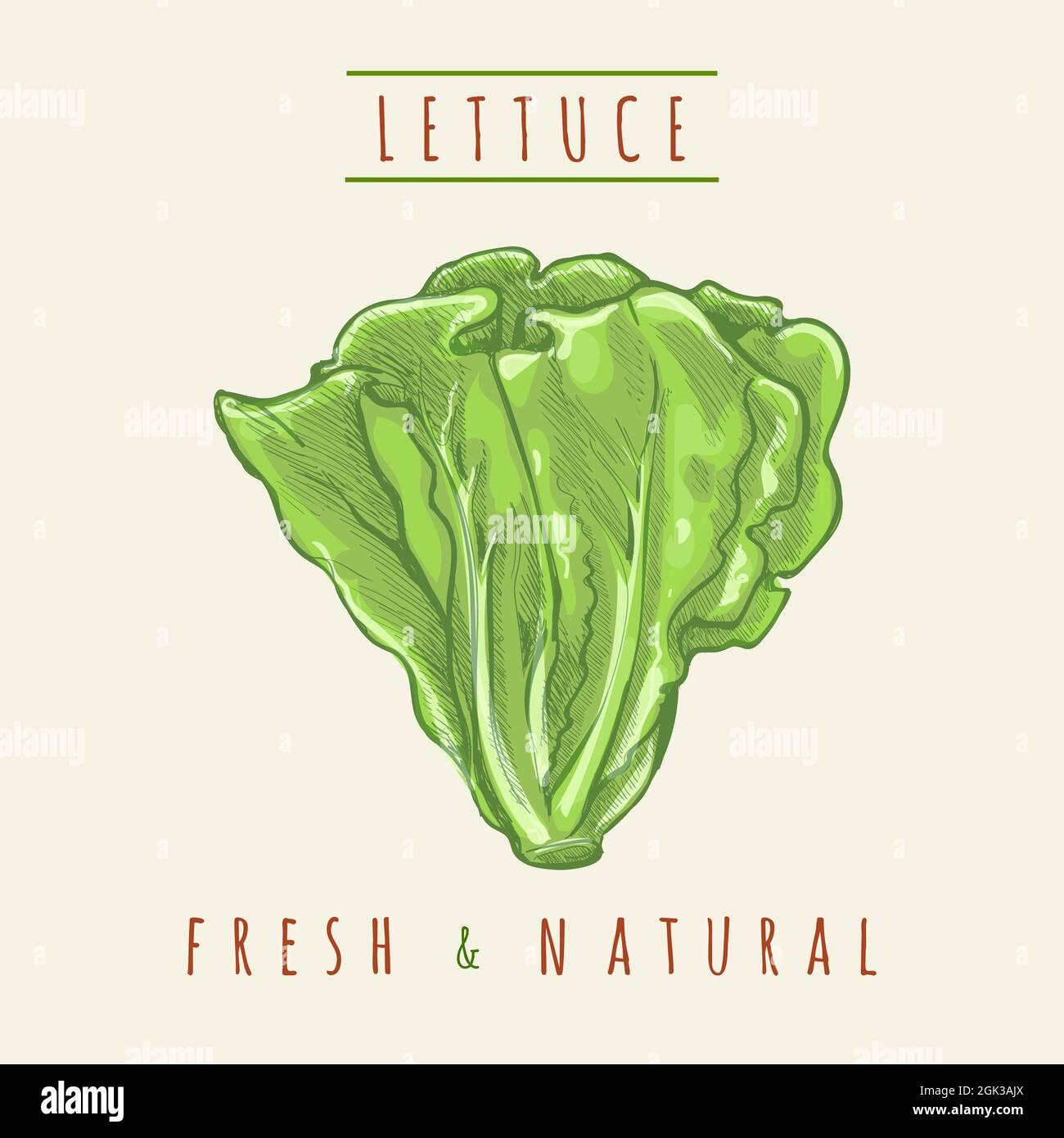 Dibujo a mano boceto de lechuga Imagen Vector de stock Alamy