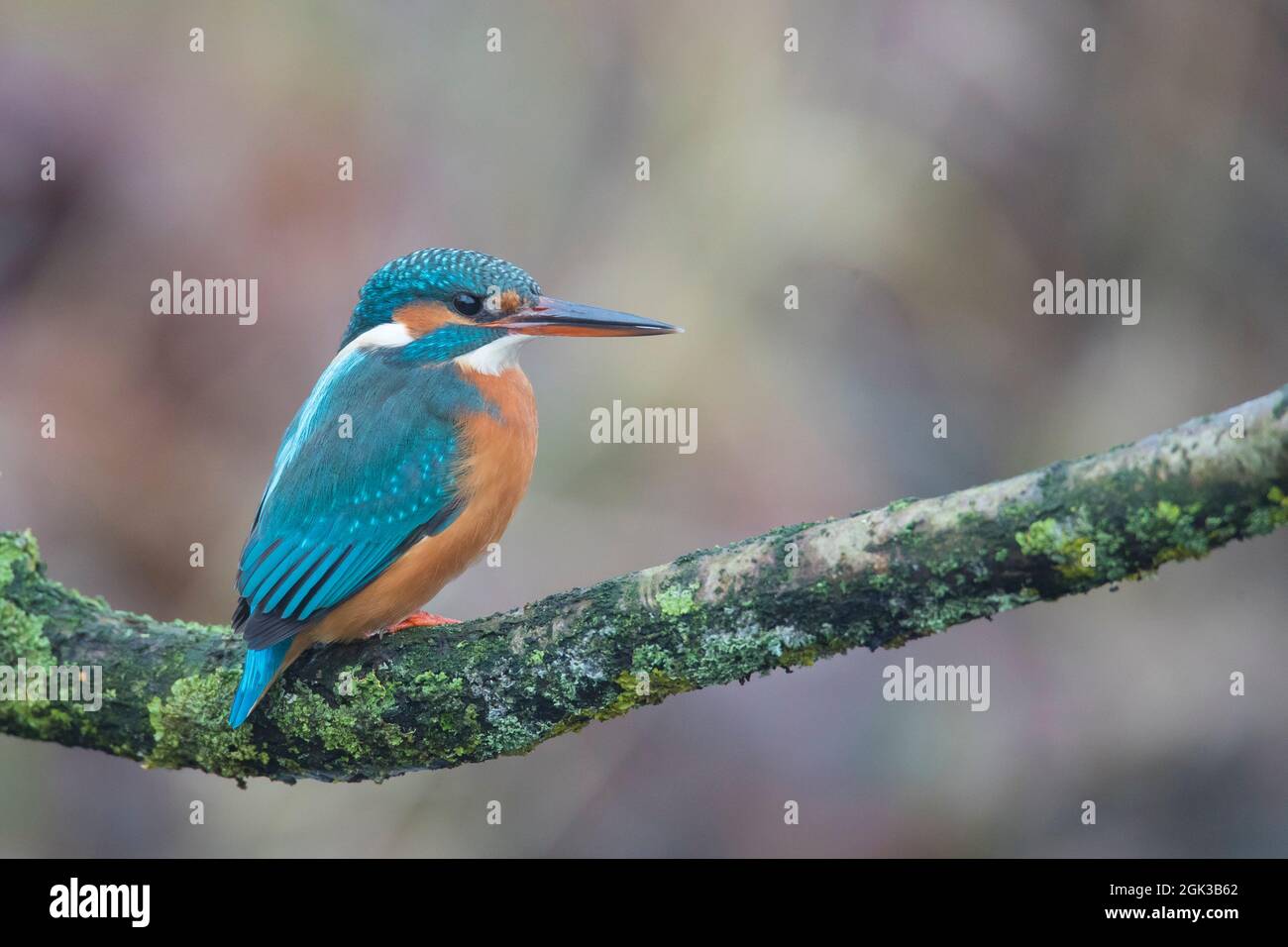 Kingfisher (Athis Alcedo). Mujer adulta encaramada en una rama. Alemania Foto de stock