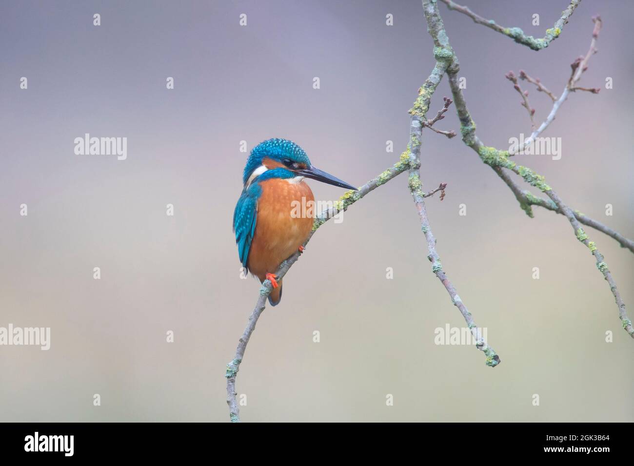 Kingfisher (Athis Alcedo). Macho adulto encaramado en una ramita. Alemania Foto de stock