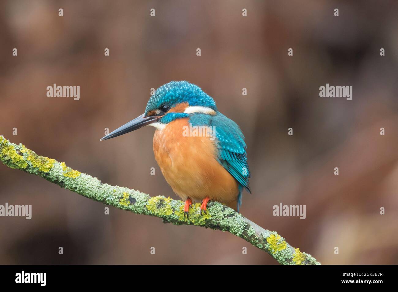 Kingfisher (Athis Alcedo). Macho adulto encaramado en una rama. Alemania Foto de stock