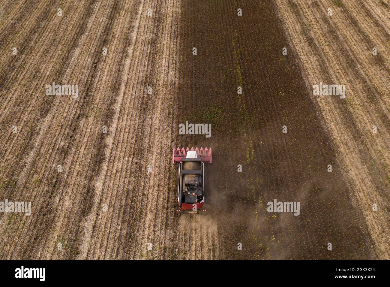 Cosechadora cosechando el campo de girasol al atardecer. Punto de vista aéreo drone. Foto de stock