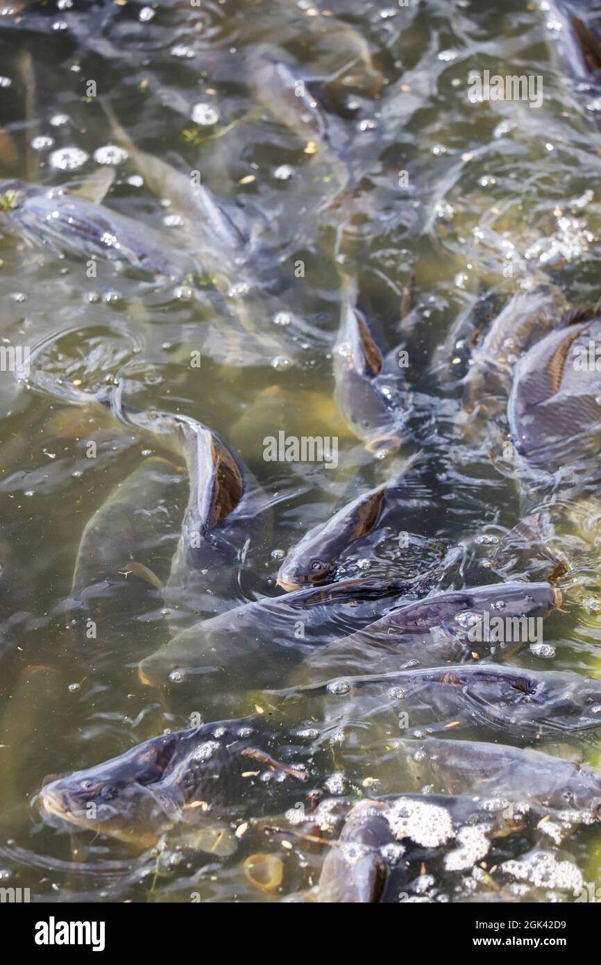 Carpa de piscifactoría, carpas flotan a la superficie del agua debido a la  falta de oxígeno en el agua Fotografía de stock - Alamy