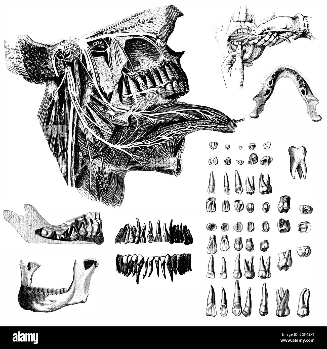 Medical - Ilustraciones anatómicas victorianas - sobre un fondo blanco para corte. Foto de stock