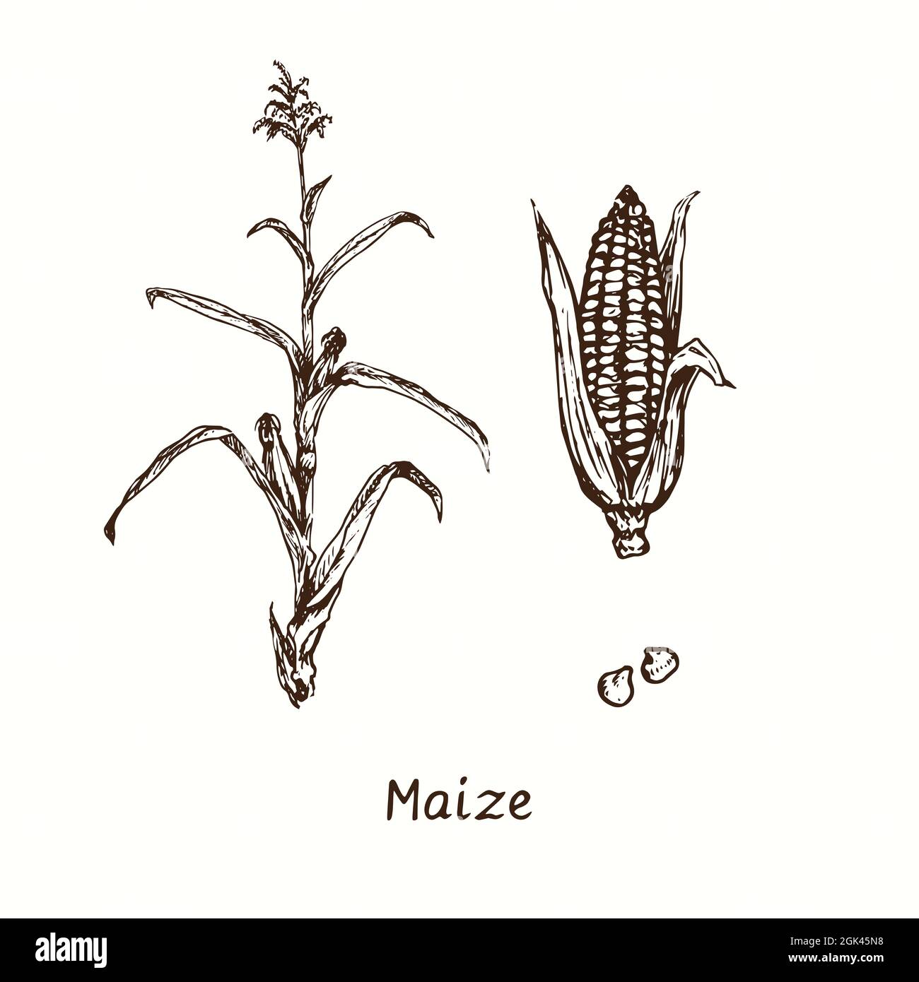 Planta de maiz dibujo fotografías e imágenes de alta resolución - Alamy