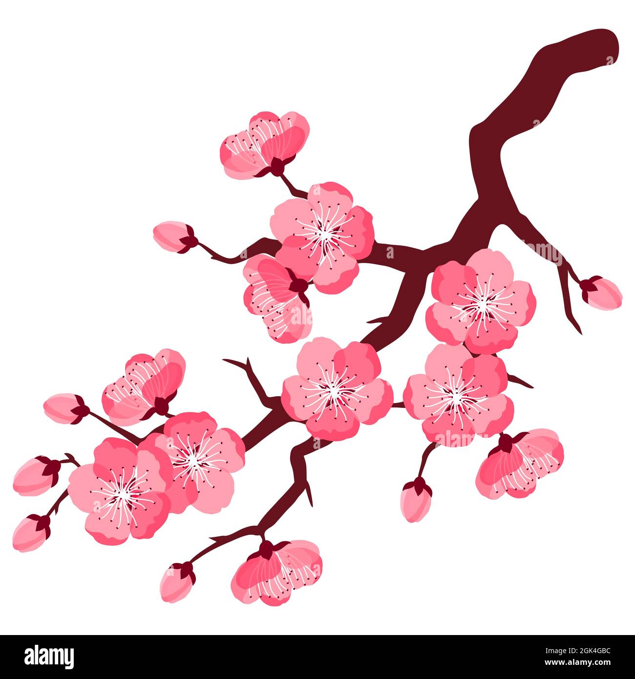 Ilustración de la hermosa rama de sakura o cereza. Flores japonesas  florecientes Imagen Vector de stock - Alamy