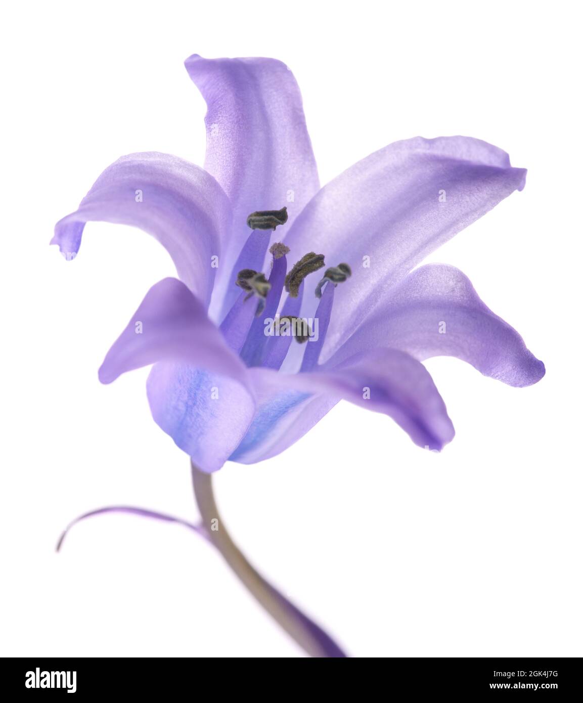 Flor de bluebell común aislada sobre fondo blanco Foto de stock