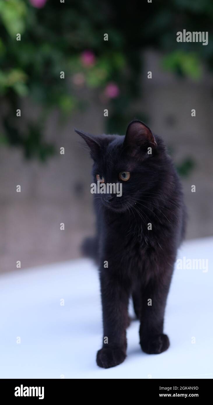 gato negro con ojos amarillos mirando Foto de stock