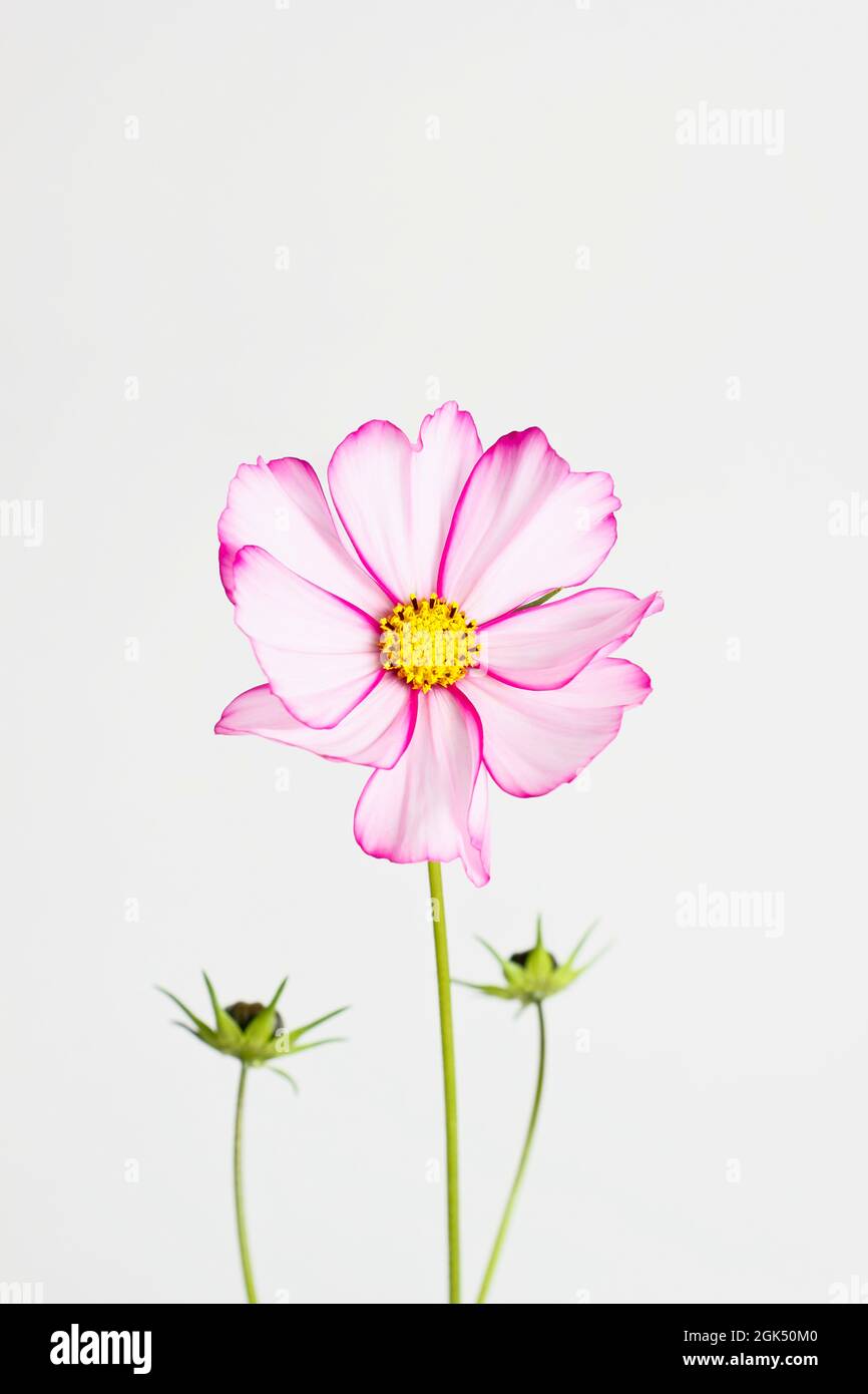 Flor 'Candy Stripe' del Cosmos bipinnatus aislada sobre un fondo blanco. REINO UNIDO Foto de stock