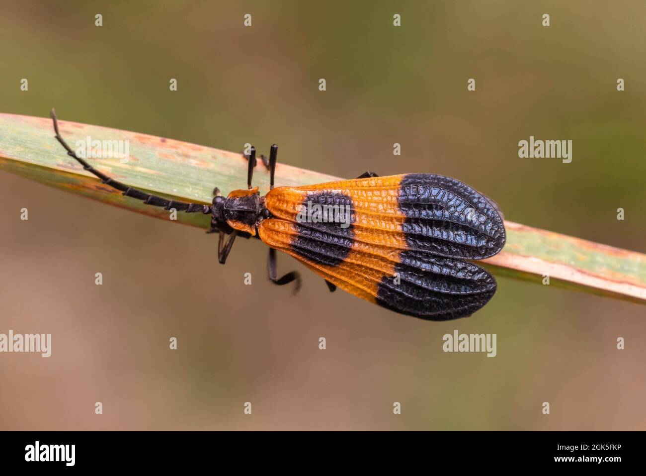 Beetle de banda final con alas de red (Calopteron terminale) Foto de stock