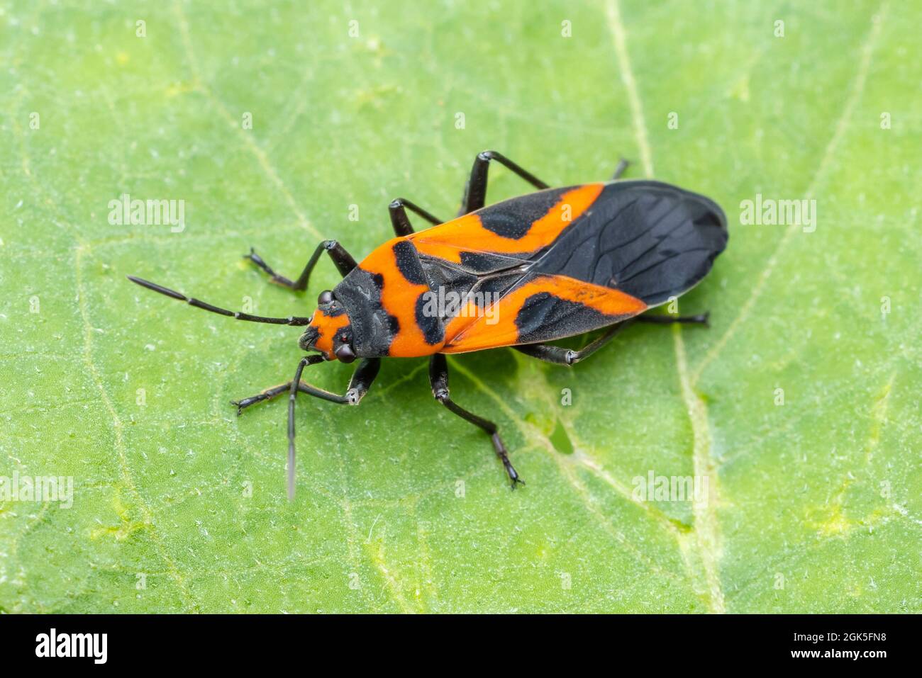 Falso insecto de maleza (Lygaeus turcicus) Foto de stock