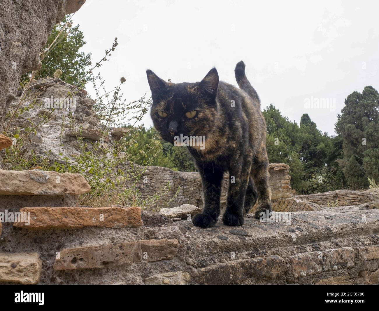 gato escondido en antiguas ruinas del antiguo yacimiento arqueológico de  ostia Fotografía de stock - Alamy