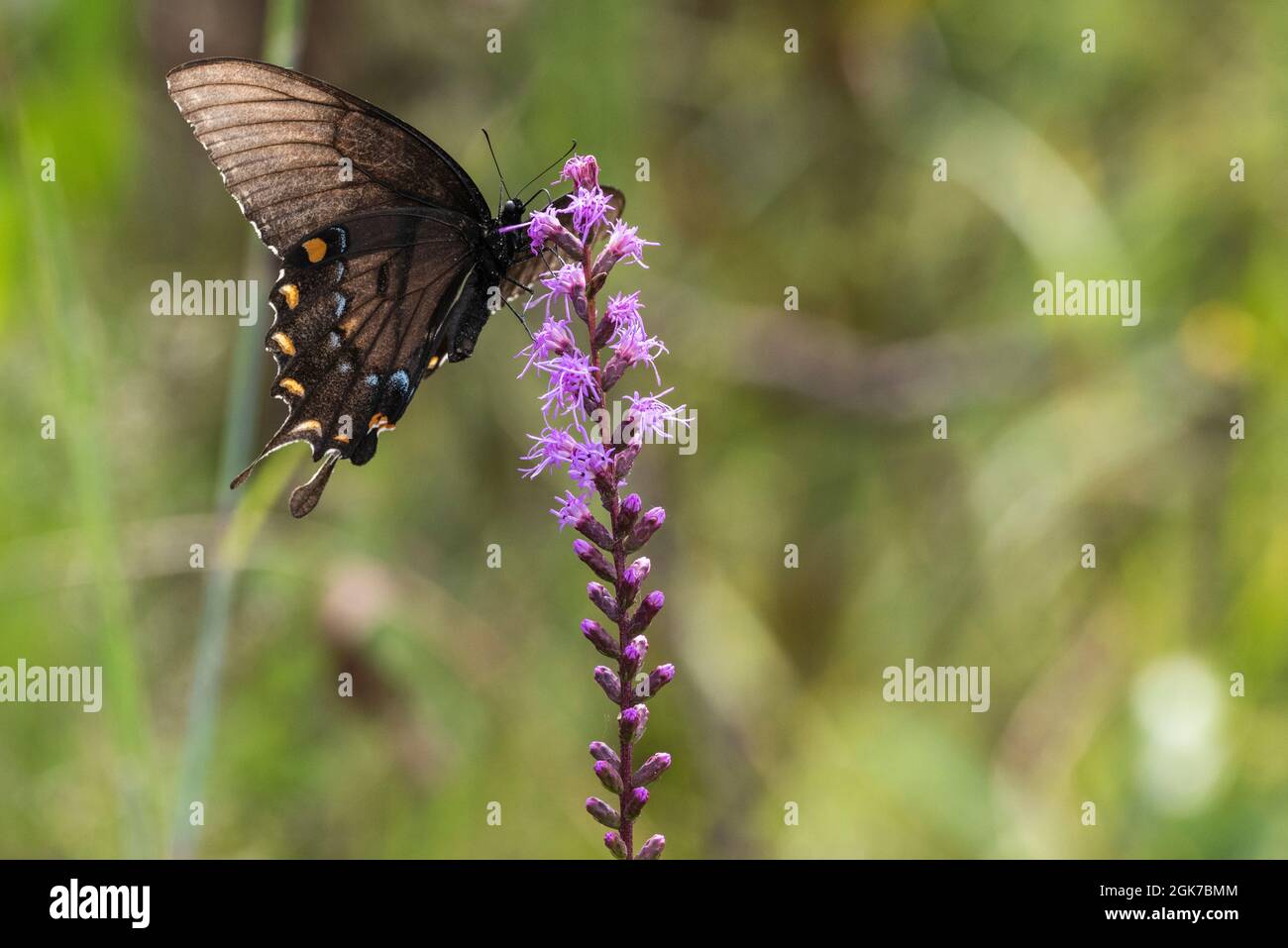 Una mariposa negra de cola de peralte del este perece en una flor silvestre en el Bog de la Planta de Pitcher de la Bahía de las Semanas en Alabama el 9 de septiembre de 2021. Foto de stock