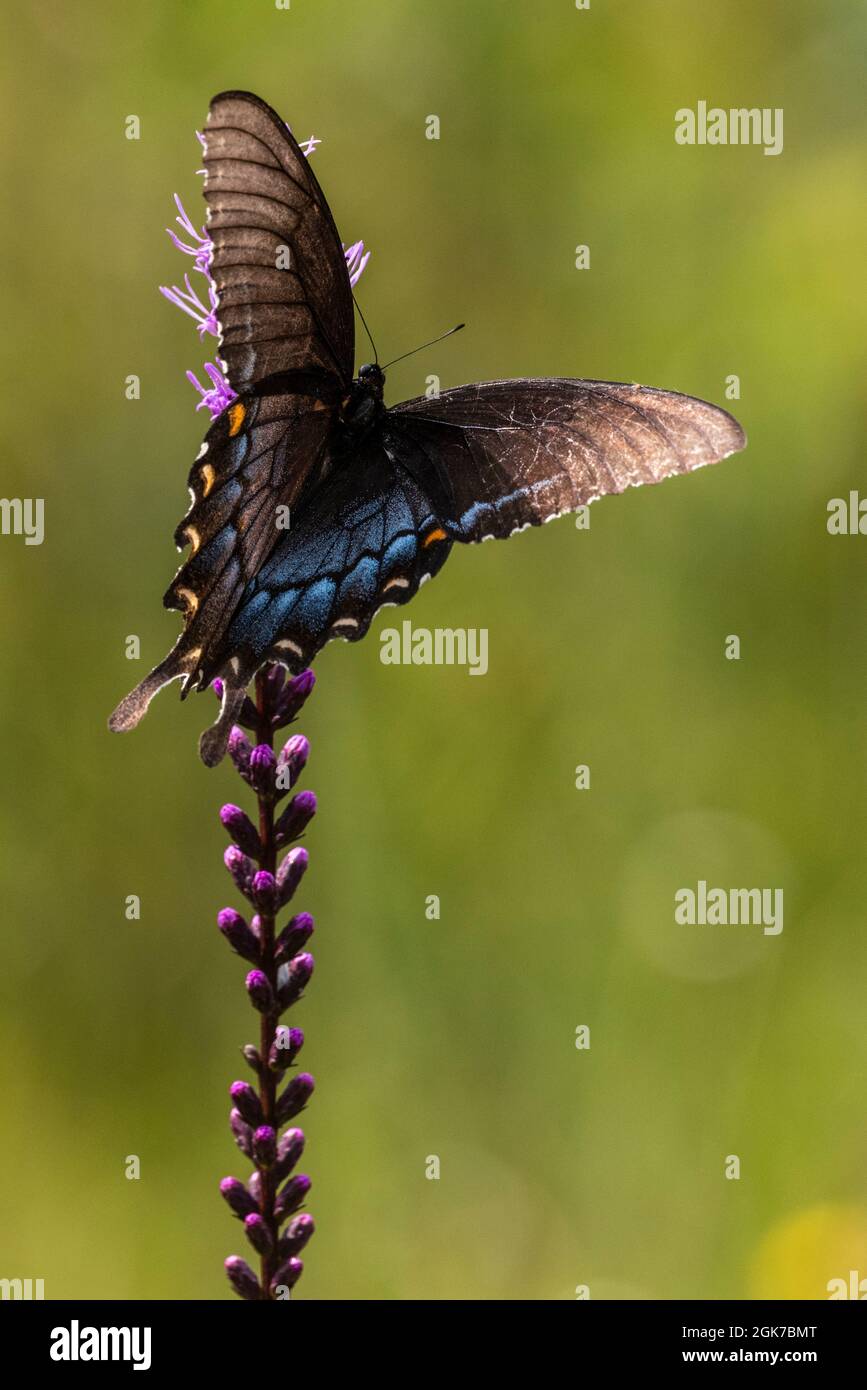 Una mariposa negra de cola de peralte del este perece en una flor silvestre en el Bog de la Planta de Pitcher de la Bahía de las Semanas en Alabama el 9 de septiembre de 2021. Foto de stock