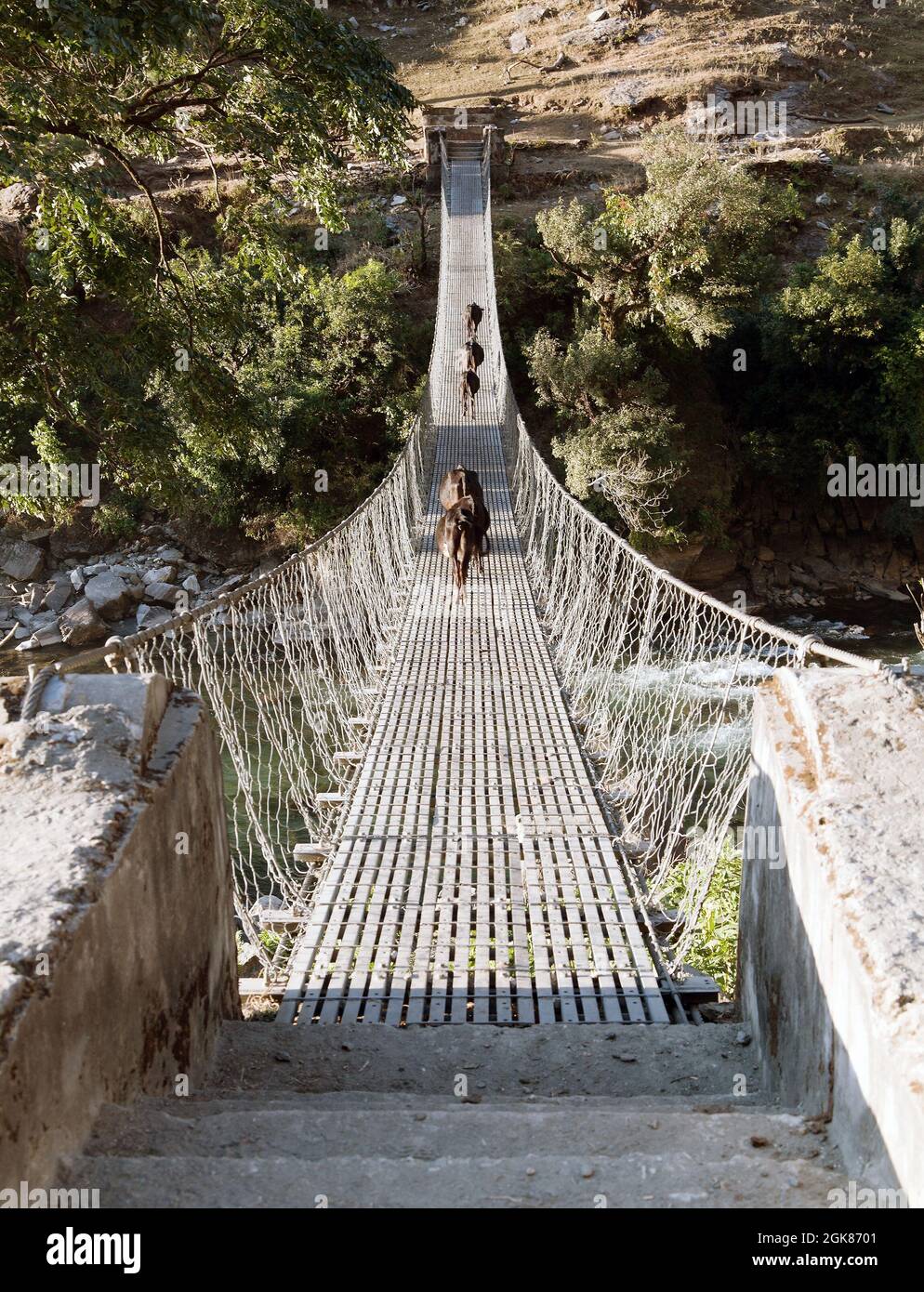 Cuerda colgante puente colgante con vacas - Nepal Foto de stock