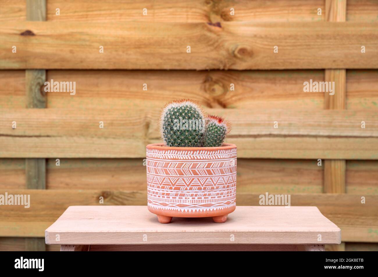 Bonito cactus con tres bolas puntiagudas dentro de una olla con motivos aborígenes Foto de stock