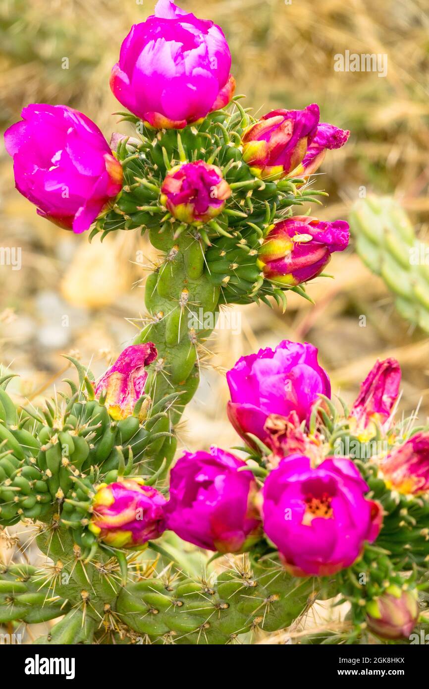 Pople flor cactus Cylindropuntia imbricata Árbol Cholla Foto de stock