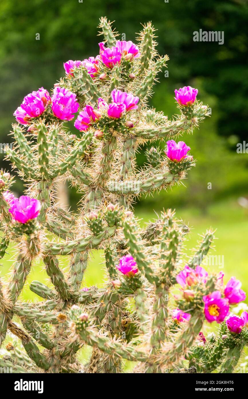 Candelabrum Árbol de cactus Cholla Cylindropuntia imbricata Foto de stock
