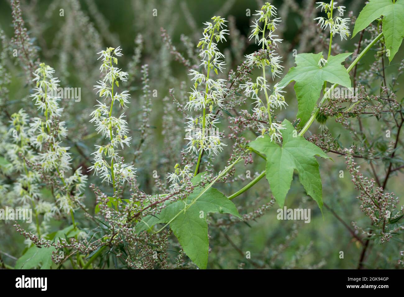 Pepino silvestre, manzana balsam silvestre, mosto-pepino silvestre (Echinocystis lobata), floreciendo, Alemania Foto de stock