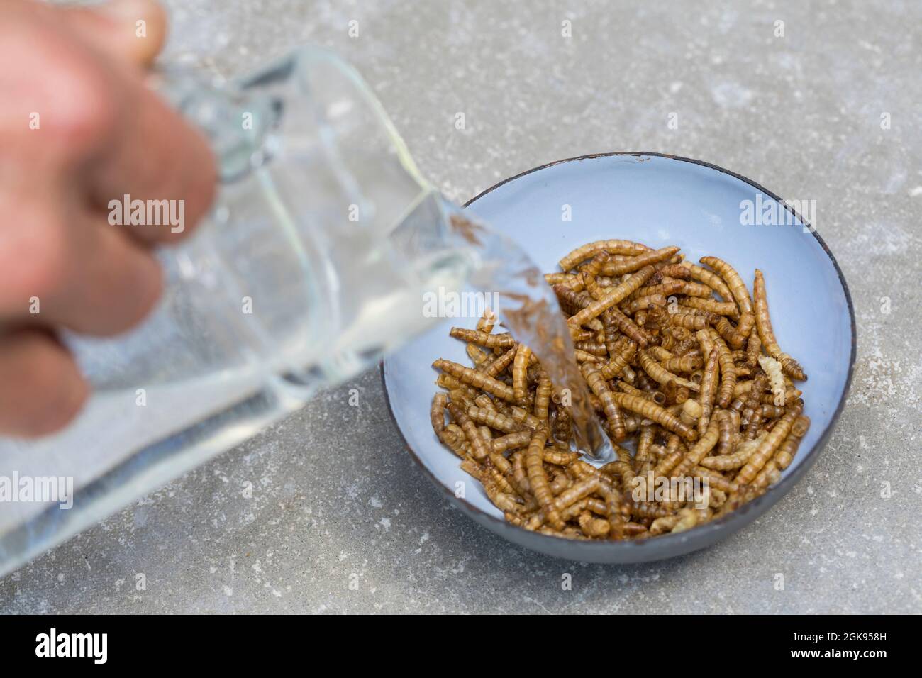 Escarabajo de gusano de mezalino (especificación Tenebrio), gusanos de mealworms secos para alimentar a las aves. Ellos deben ser empapados en agua antes de alimentar Foto de stock